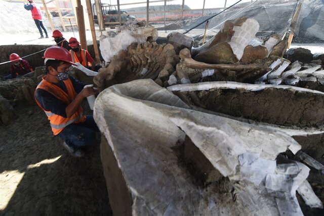 اسکلت‌ ماموت‌های کشف‌شده در مکزیک